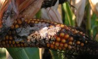  Хвороби кукурудзи - захист та заходи боротьби