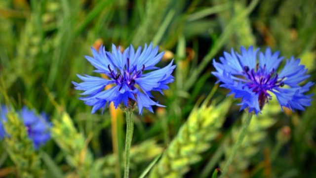 Синя квітка яка росте у житті