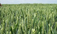 Технологія вирощування озимої пшениці