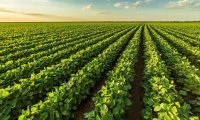 Технологія вирощування ГМО сої