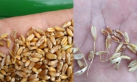 Альтернаріоз пшениці 