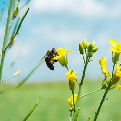 Бджоли vs агрономи: є вихід з протистояння
