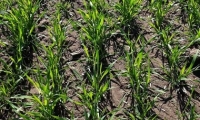 Гербіцидний захист озимої пшениці 
