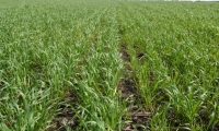Фунгіцидний захист озимої пшениці від DEFENDA