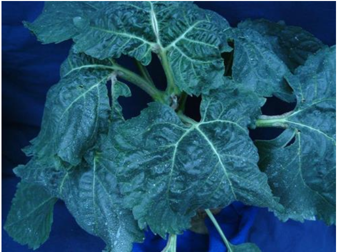 Бор для растений - значение микроудобрений с содержанием бора для посевов  агрокультур | Блог LNZWeb