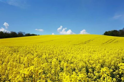 Хвороби ріпаку