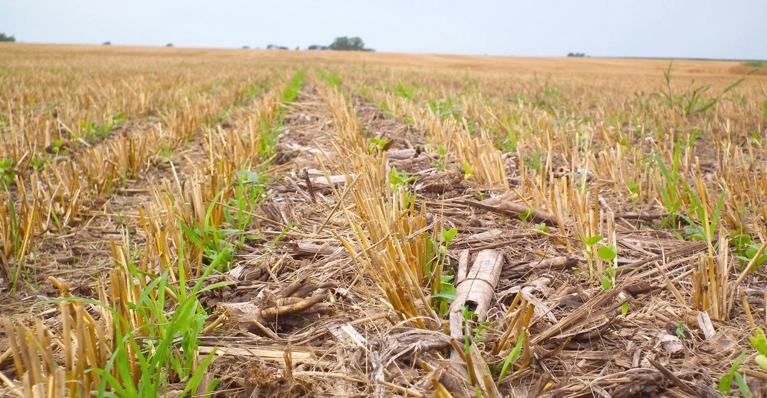 Технология No-till – экономический успех - Корпоративный сайт