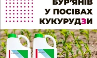 Как правильно выбрать гербициды для защиты кукурузы