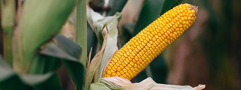 Опытом и трудом LNZ. Подбор гибридов зерновой кукурузы