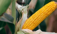 Опытом и трудом LNZ. Подбор гибридов зерновой кукурузы