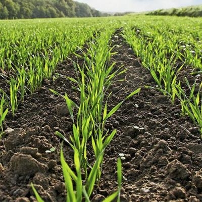 Гербицидная защита озимой пшеницы в период кущения - выхода в трубку препаратами DEFENDA