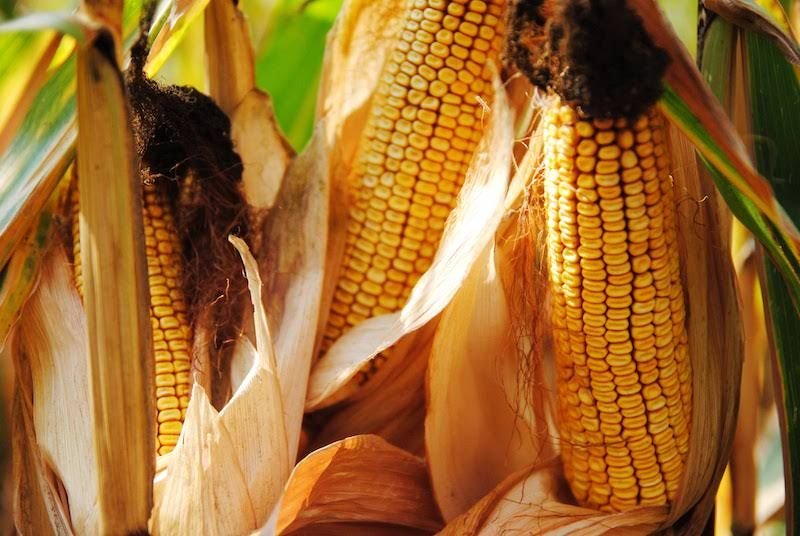 Что такое ФАО кукурузы