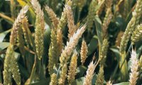Болезни зерновых культур - рейтинг вредоносности заболеваний