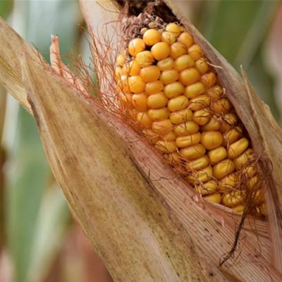 Системы гербицидной защиты от DEFENDA на кукурузе