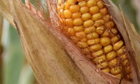 Системы гербицидной защиты от DEFENDA на кукурузе