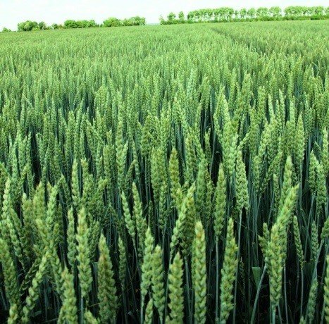 Когда сеять яровую пшеницу