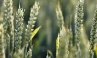 Протравливание семян озимых зерновых культур