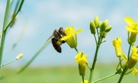 Пчелы vs агрономы: выход из противостояния
