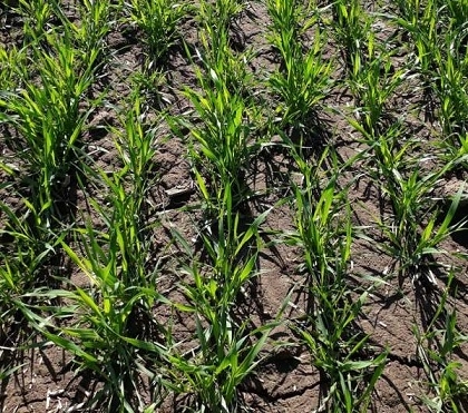 Гербицидная защита озимой пшеницы