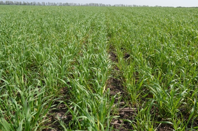 Фунгицидная защита озимой пшеницы от DEFENDA