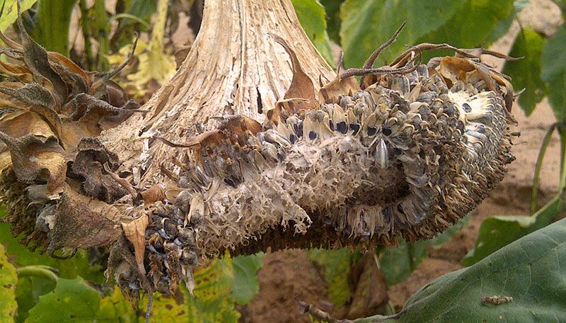 Склеротиніоз: загрози, симптоми та методи боротьби — SuperAgronom.com